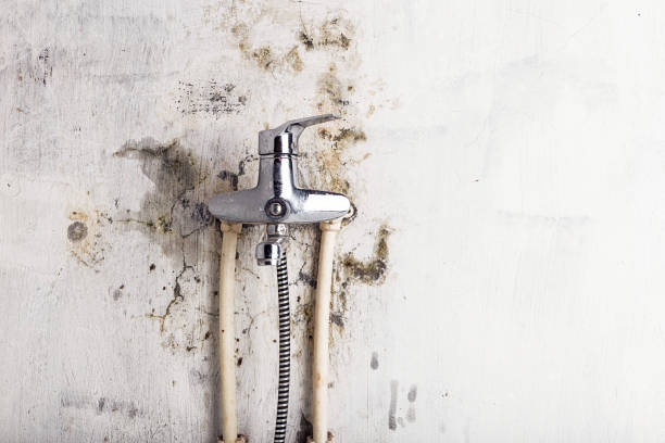Best Mold Removal Company Near Me  in Rancho Santa Fe, CA
