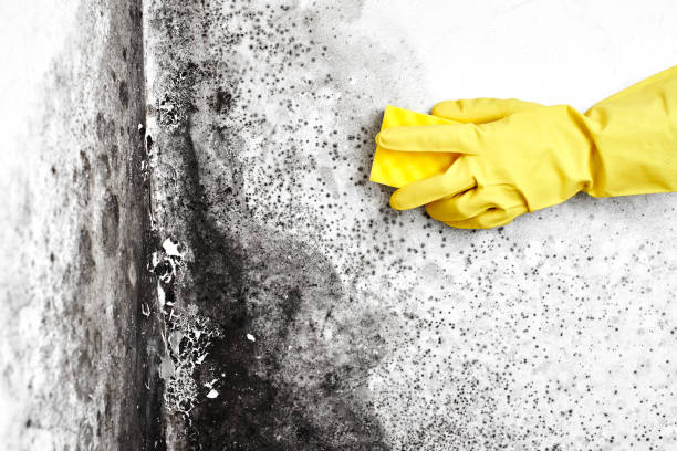 Best Residential Mold Removal  in Rancho Santa Fe, CA