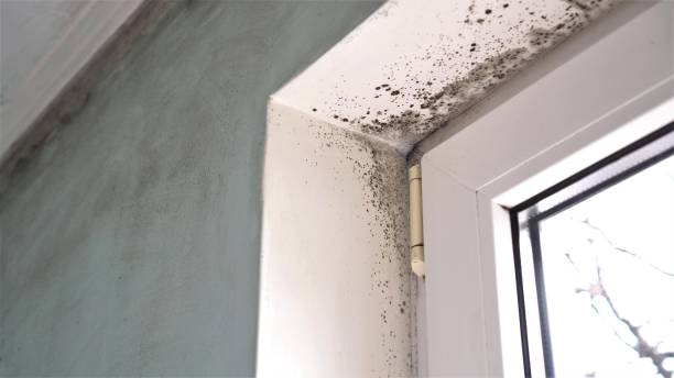 Best Black Mold Removal  in Rancho Santa Fe, CA
