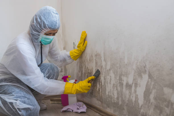 Professional Mold Removal in Rancho Santa Fe, CA