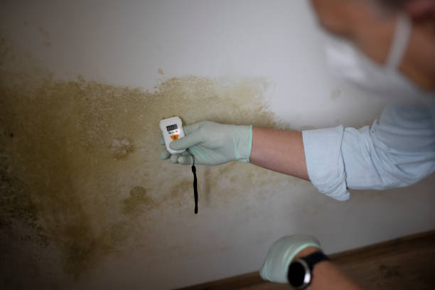 Best Home Mold Removal  in Rancho Santa Fe, CA