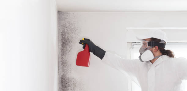 Best Certified Mold Removal  in Rancho Santa Fe, CA