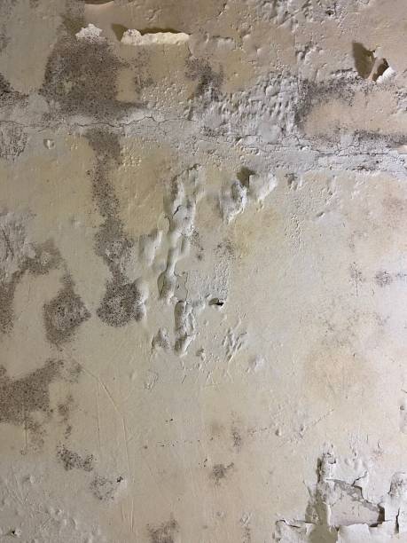 Best Same-Day Mold Removal  in Rancho Santa Fe, CA