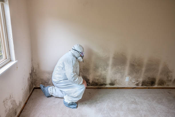 Mold Removal Process in Rancho Santa Fe, CA